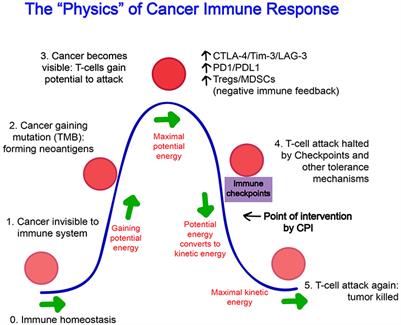 Cytokines, Chemokines, and Other Biomarkers of Response for Checkpoint Inhibitor Therapy in Skin Cancer